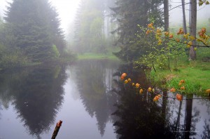Kleiner Teich