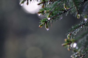 Tautropfen