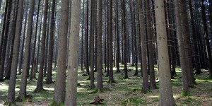 Wald im Sauerland