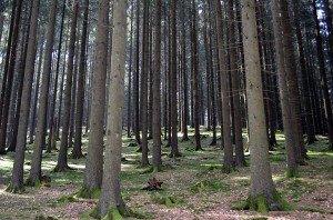 Wald im Sauerland
