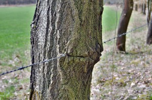 Zaun von der Natur verschluckt