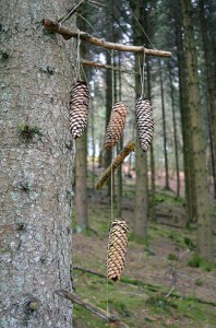 Zapfen am Baum