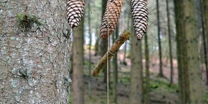 Zapfen am Baum