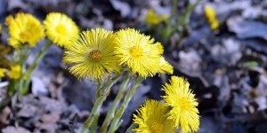 Der Frühling naht