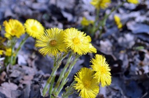 Der Frühling naht