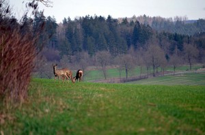 Rehe auf dem Wanderweg