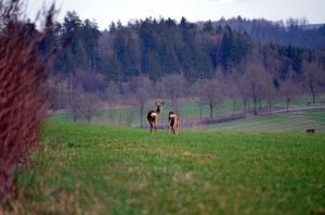 Rehe auf dem Wanderweg