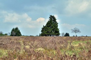 Heide am Kahlen Asten