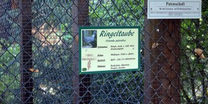 Ringeltaube