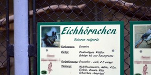 Eichhörnchen