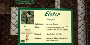 Elster im Zoo?