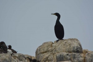 Kormoran