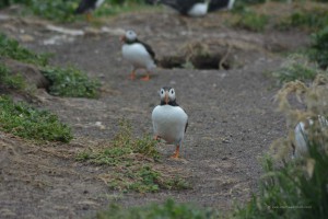 Puffin