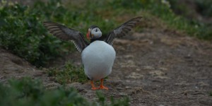 Puffin