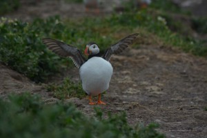 Puffin