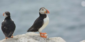 Puffin