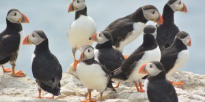 Vogelkolonie auf Farne Islands