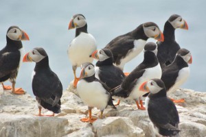 Vogelkolonie auf Farne Islands