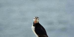 Papageitaucher auf Farne Islands