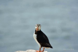 Papageitaucher auf Farne Islands