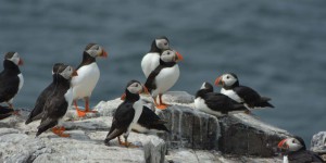 Vogelkolonie auf Farne Islands