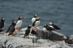 Vogelkolonie auf Farne Islands