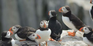 Vogelkolonie auf Farne Islands