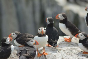 Vogelkolonie auf Farne Islands