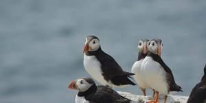 Vogelkolonie auf Farne Islands