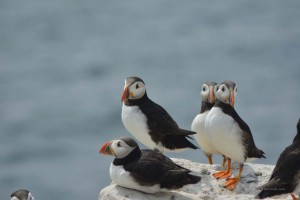 Vogelkolonie auf Farne Islands