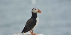 Papageitaucher auf Farne Islands