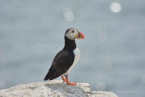 Papageitaucher auf Farne Islands