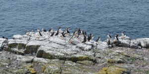 Vogelkolonie auf Farne Islands