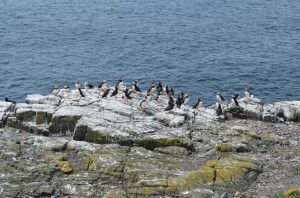 Vogelkolonie auf Farne Islands