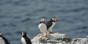 Papageitaucher auf Farne Islands