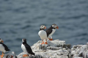 Papageitaucher auf Farne Islands