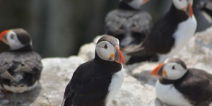 Vogelkolonie auf Farne Islands