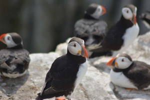 Vogelkolonie auf Farne Islands