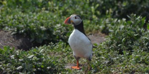 Puffin