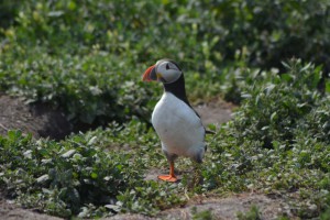 Puffin