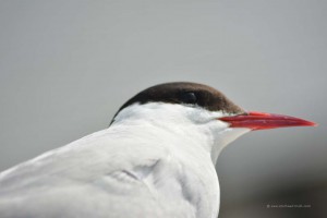 Seeschwalbe