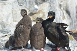 Kormoran