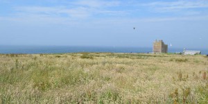 Farne Islands