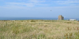 Farne Islands