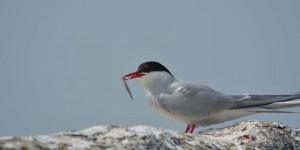 Seeschwalbe mit Fisch im Schnabel