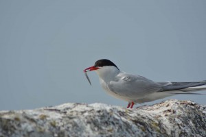 Seeschwalbe mit Fisch im Schnabel