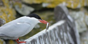 Seeschwalbe mit Fisch im Schnabel