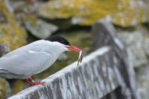 Seeschwalbe mit Fisch im Schnabel