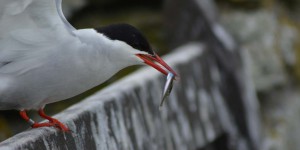 Seeschwalbe mit Fisch im Schnabel