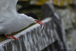 Seeschwalbe mit Fisch im Schnabel